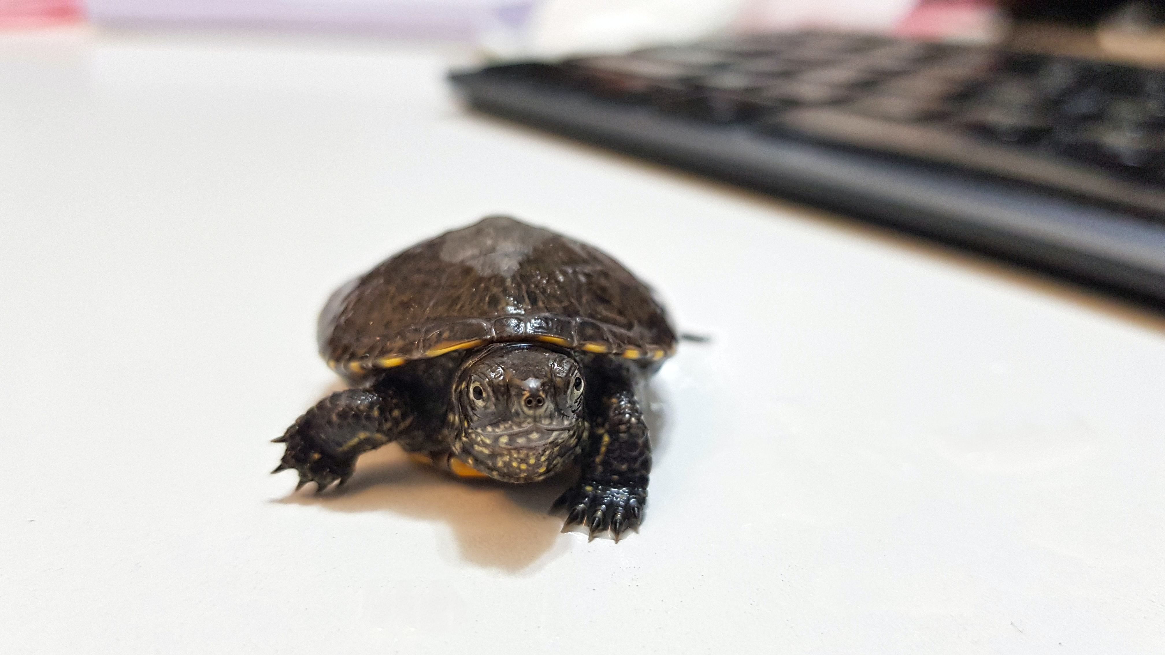 turtle mascotte 'Salvatore'