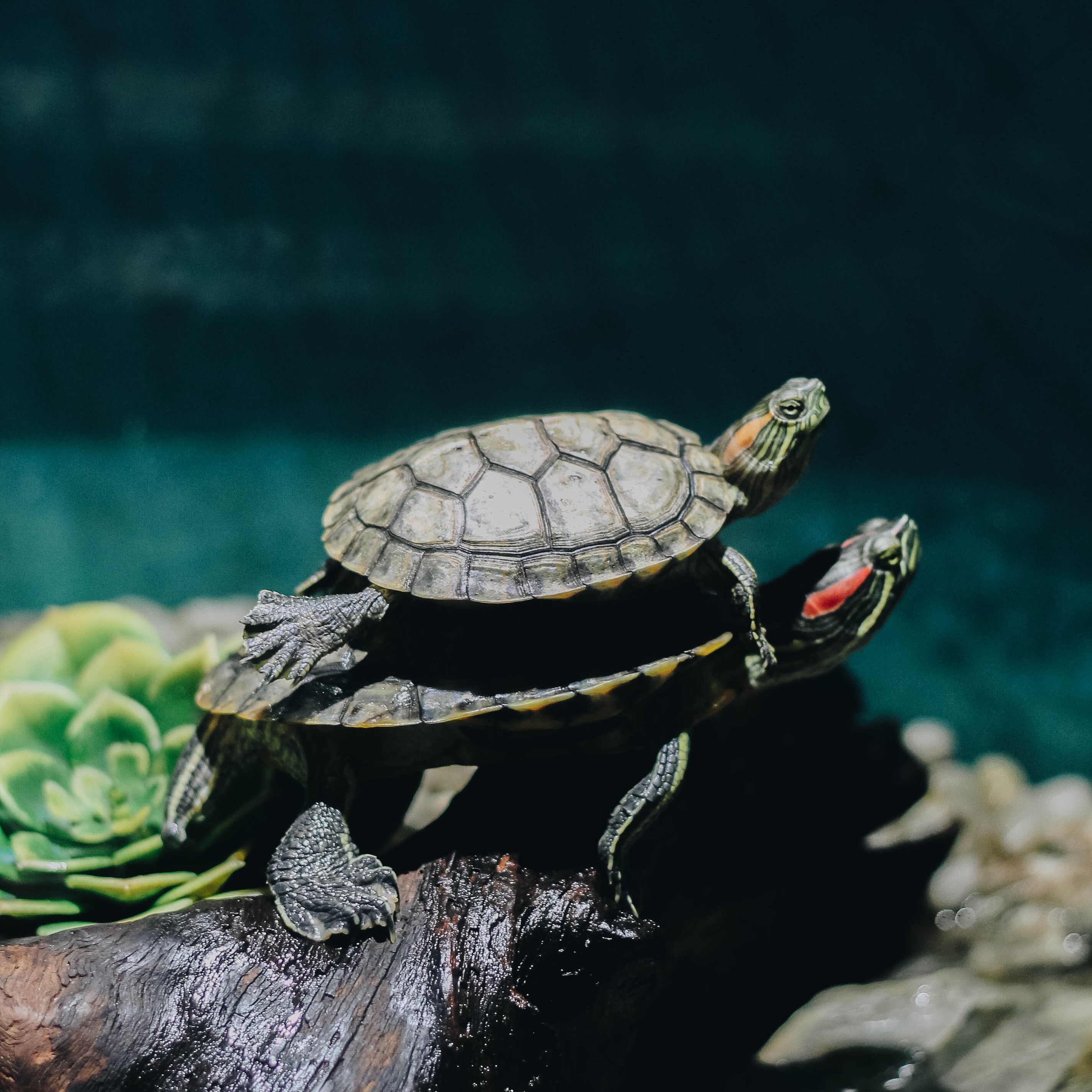turtle stack